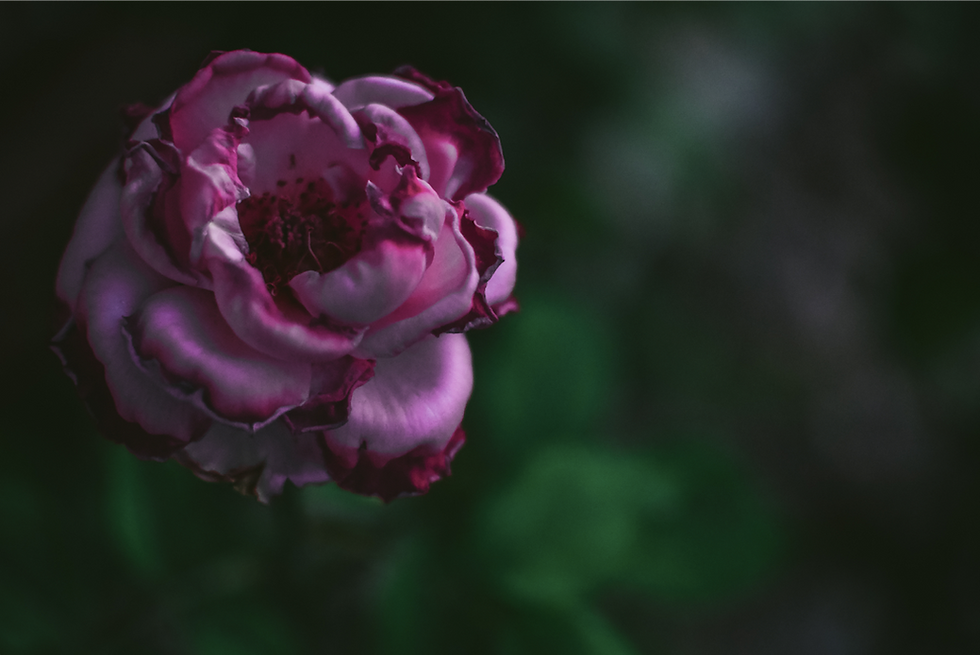 Taurus New Moon & Beltane Blessings