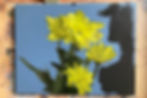 ree
