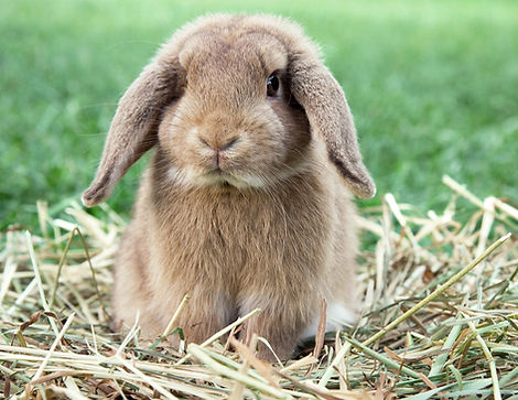 Dwarf Rabbit_edited.jpg