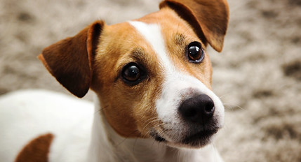 Jack Russel