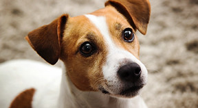 Jack Russel