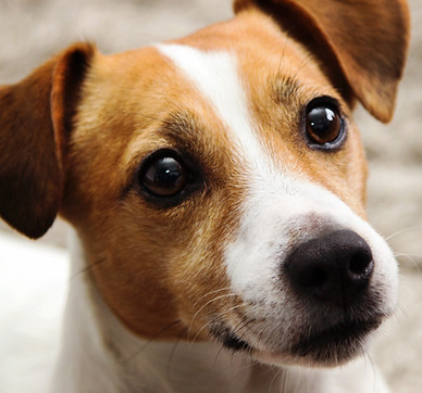 Jack Russel