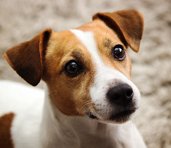 Dog training liverpool