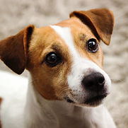 Jack Russel