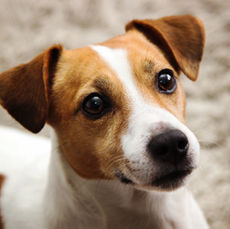 What if your Dog Goes Missing in Long Beach?