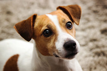 Jack Russel