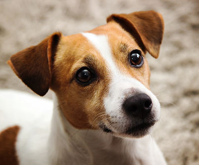Jack Russel