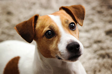 Jack Russel