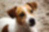 Jack Russel