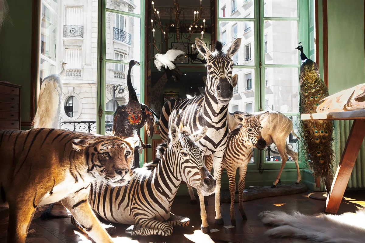 La taxidermie à la maison Deyrolle