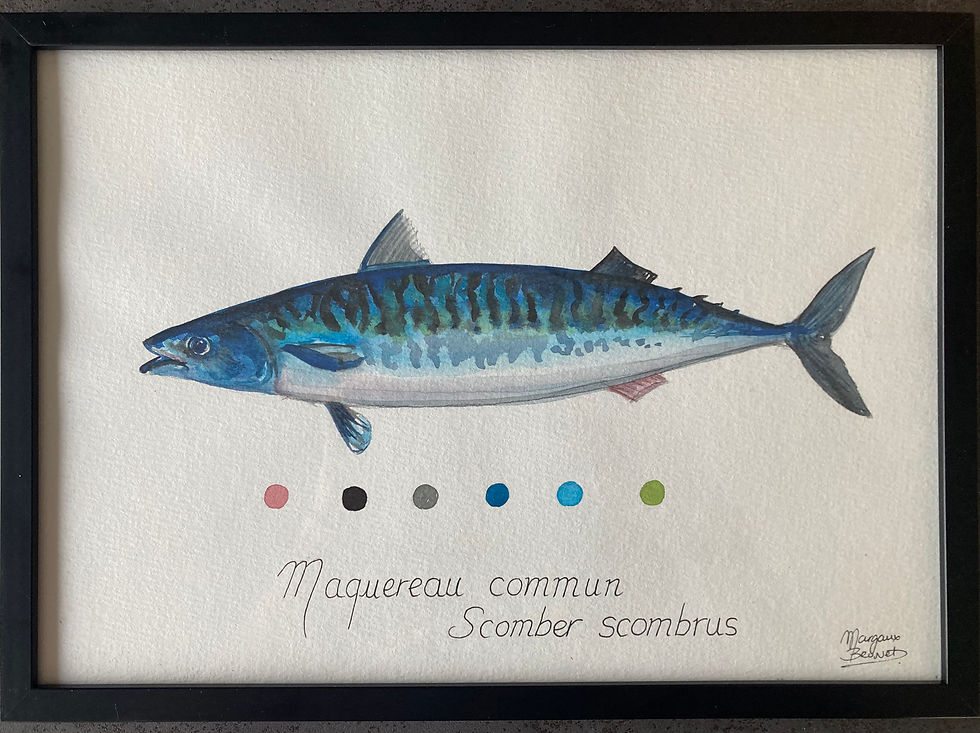 Miniature : Maquereau commun - Scomber scombrus