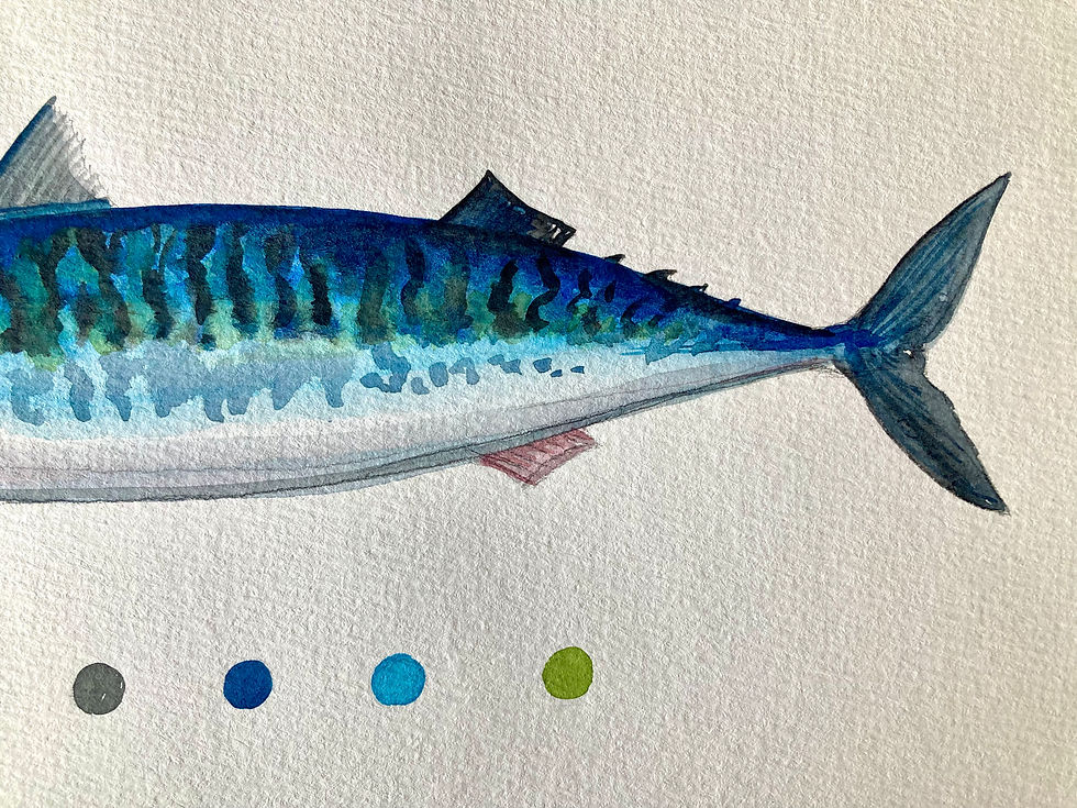 Miniature : Maquereau commun - Scomber scombrus