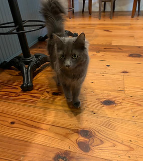 IMG_0309.jpeg