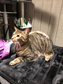 After cat grooming