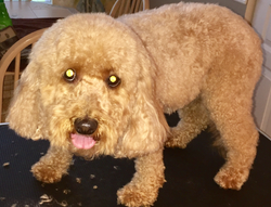 Molly Rose After