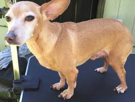 Short Haired Dogs Need Grooming Too!