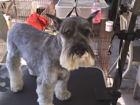 Dog Grooming is for Good Health