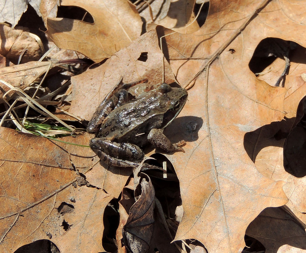 Wood Frog (Lithobates sylvaticus) Lake Lansing Park North, Michigan. Oak leaf for size reference.