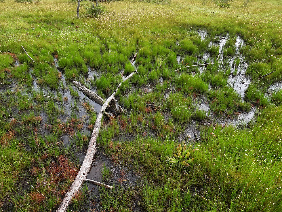 Vole habitat at Spruce Flats Bog. Sundews, pitcher plants, cotton grass, St.John’s-wort, etc.