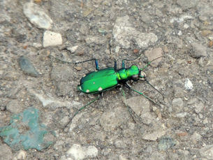 Six-spotted Tiger Beetle