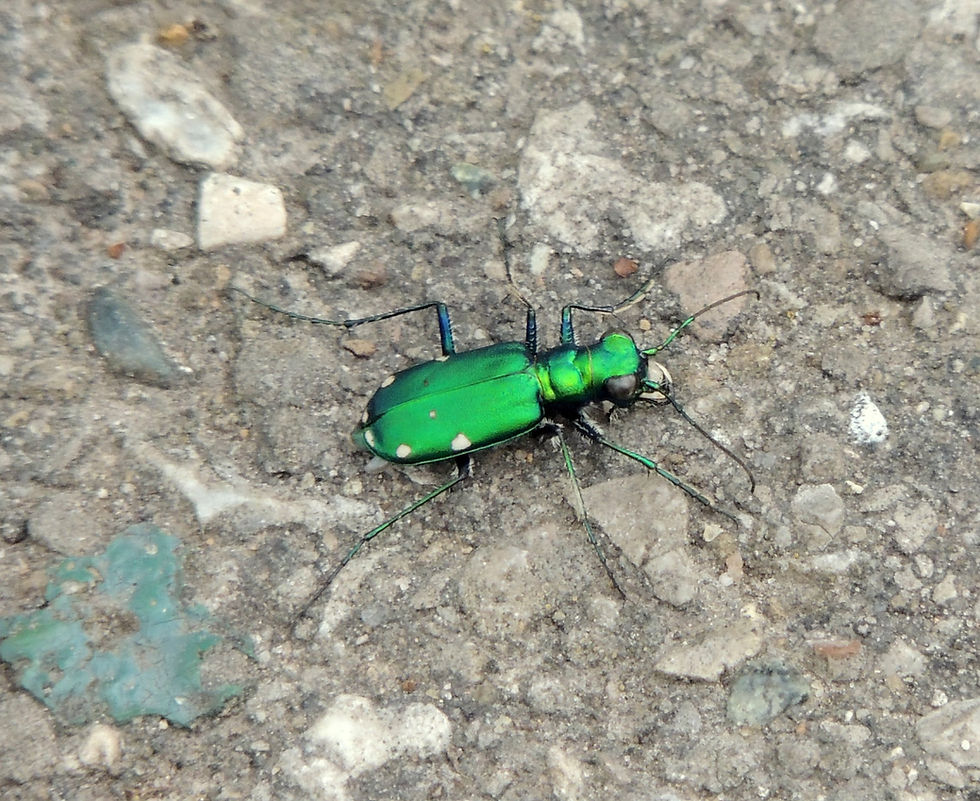 Six-spotted Tiger Beetle