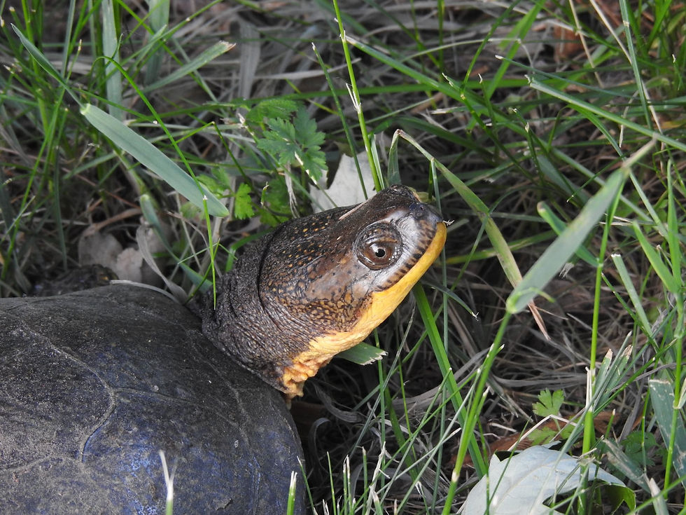 Another small Blanding’s Turtle that turned up in the yard a year after the window incident.