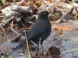 Rusty Blackbirds in April