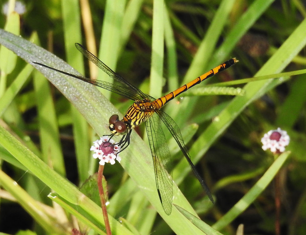 Female/immature Seaside Dragonlet (Erythrodiplax berenice) Merritt Island National Wildlife Refuge, Atlantic coast of Florida.