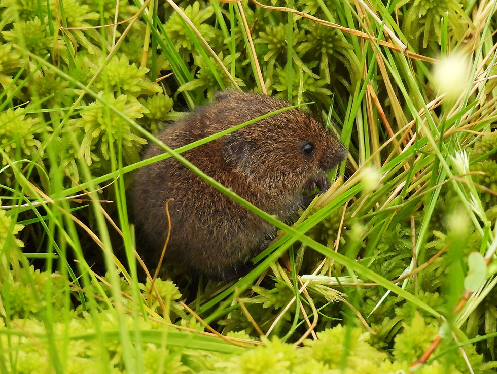 Meadow Vole (Microtus pennsylvanicus) in sphagnum at Spruce Flats Bog, Westmoreland County, Pennsylvania.