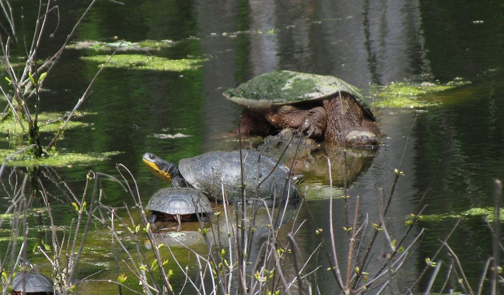 An Eastern Painted Turtle, Blandings Turtle, and Common Snapping Turtle are all examples of…turtles. (Thornapple River, Eaton County, Michigan)