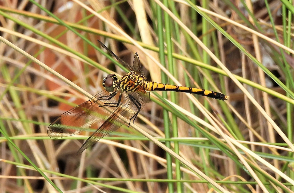 Female Seaside Dragonlet (Erythrodiplax berenice) at Bodie Island, Cape Hatteras National Seashore.