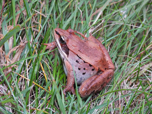 Wood Frogs