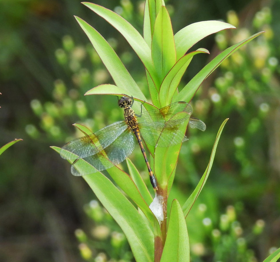 Likely immature male Seaside Dragonlet (Erythrodiplax berenice) Assateague Island National Seashore, Atlantic coast of Maryland.