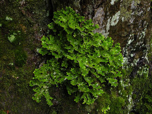 Tree Lungwort