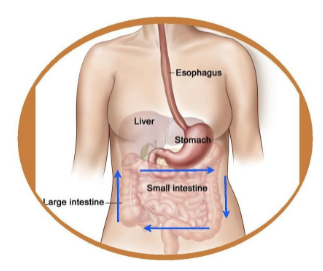 Image Reference: https://www.madelinsemper.com/relaxation-and-abdominal-massage/