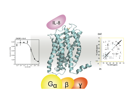 3D NMR Structure of Chemokine Receptor 1 (CXCR1)