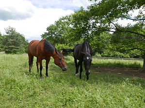 GDN - Horses_2017-06-27 20.15.34.jpg