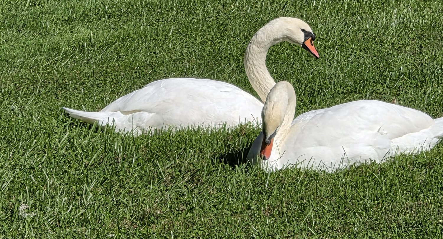 Another happy couple . residents.