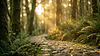 the-emerald-path.png