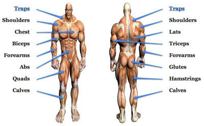 Big And Small Muscle Groups What You Need To Know Its Importance