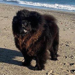 allevamenti di chow chow