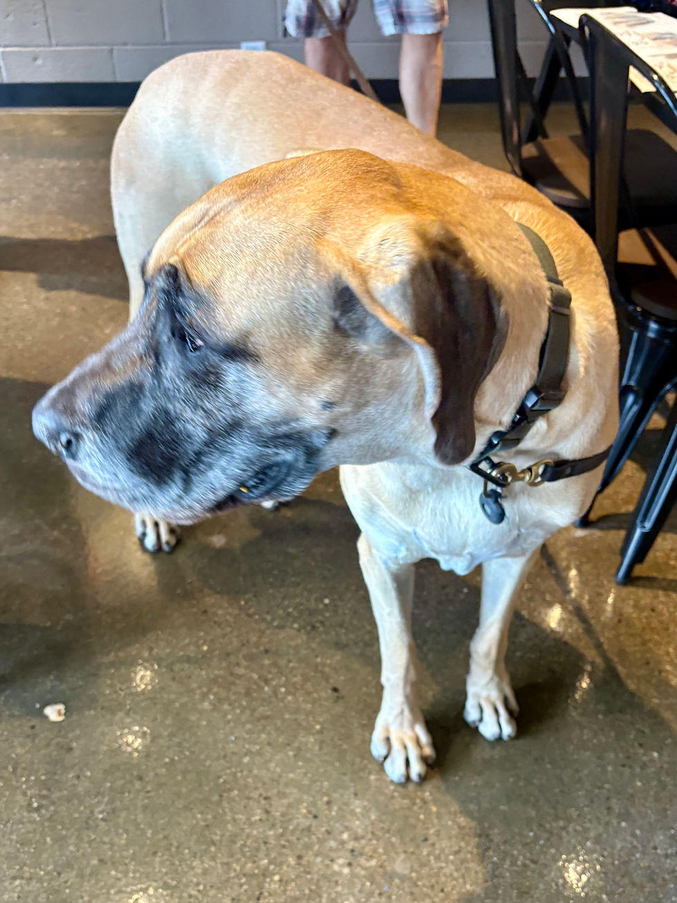 Guests enjoying coffee while a Great Dane stands beside their table inside BarkEasy at Coffee & Bark.
