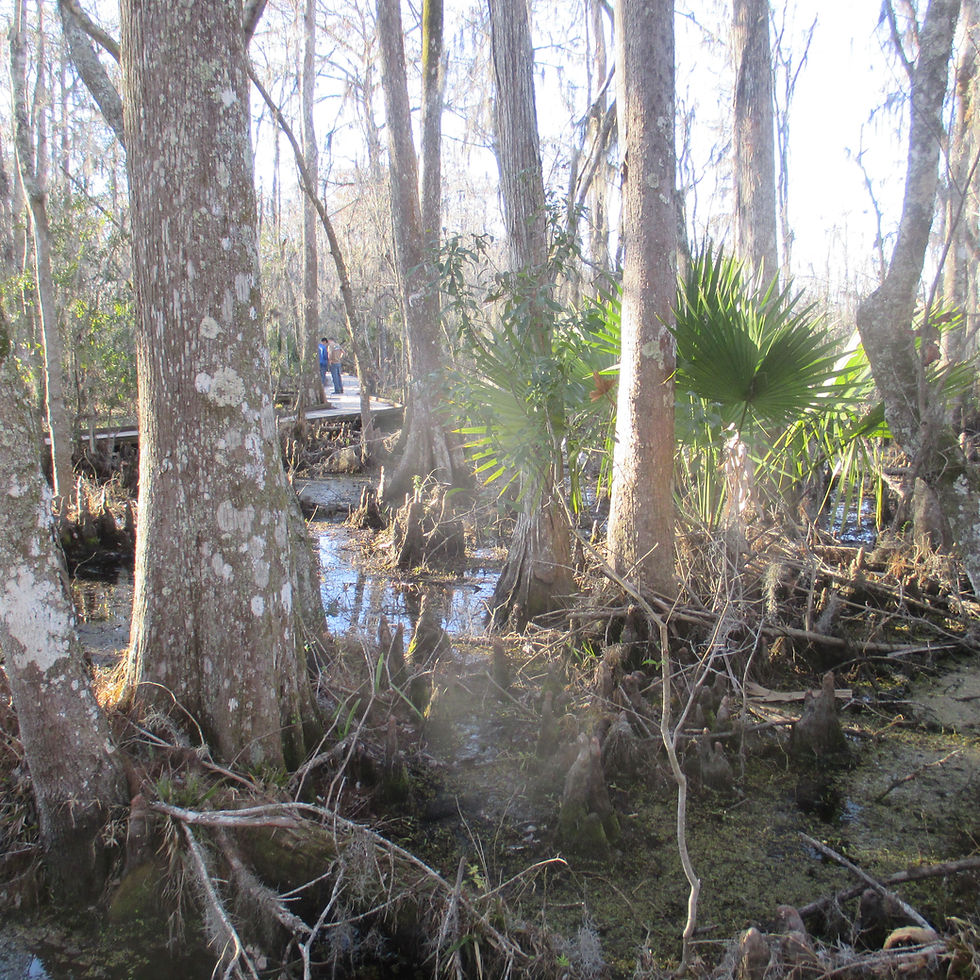 Jean Lafitte National Historical Park and Preserve just a half-hour from New Orleans.