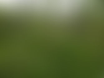 Explore the swampy sphere