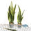 Thumbnail: Faux Snake Plant Leaves