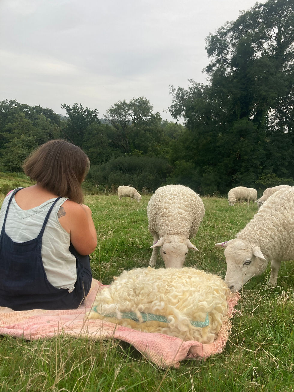 Thumbnail: Twinkle and Sparkle are sheep that are sniffing a cushion made from wet felted fleece.