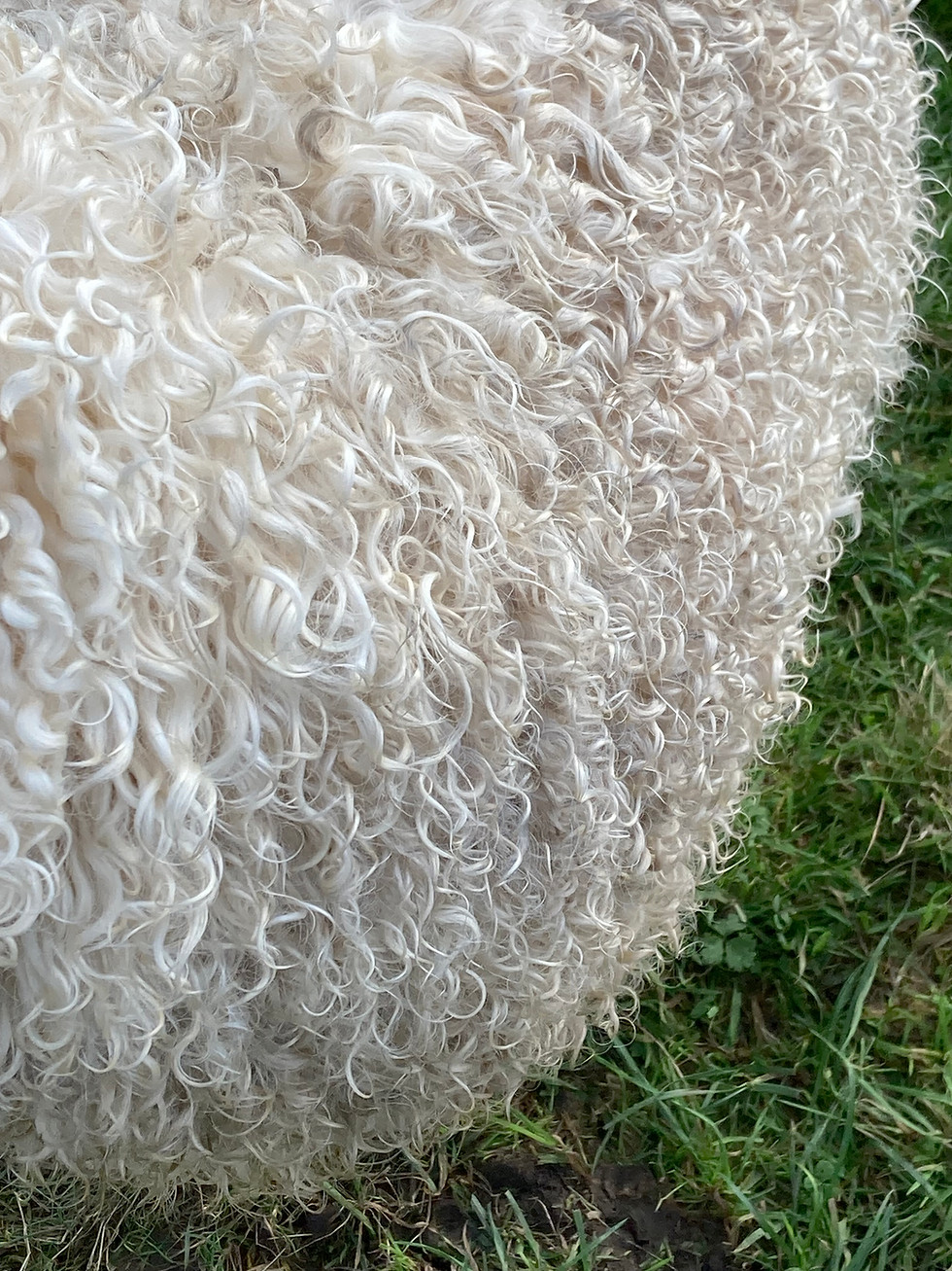 A close up of Jolly's coat