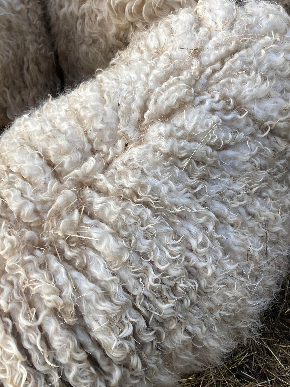 A close up of Lucky's fleece