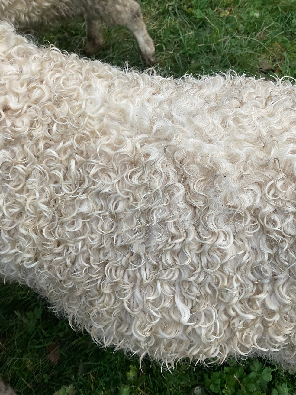 Close up of Nettle's coat