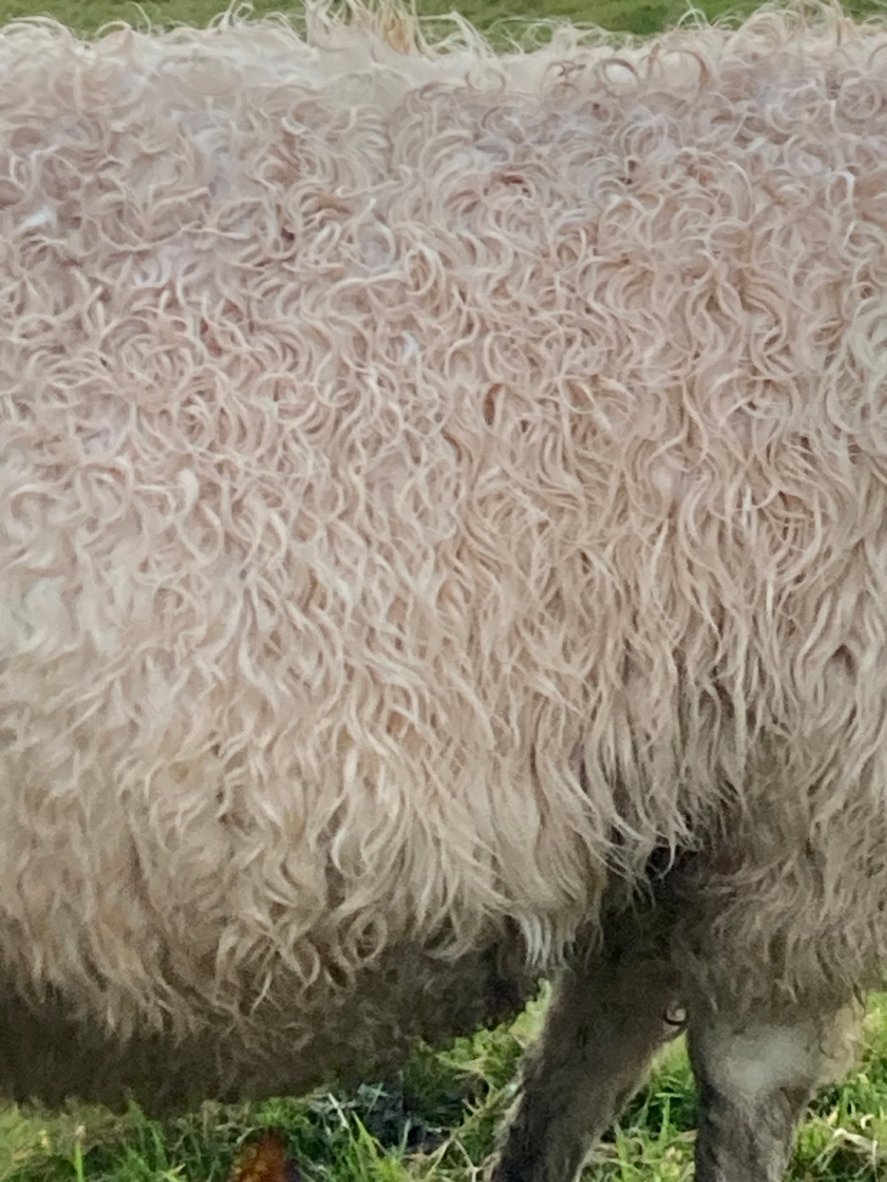 A close up of Hope's fleece